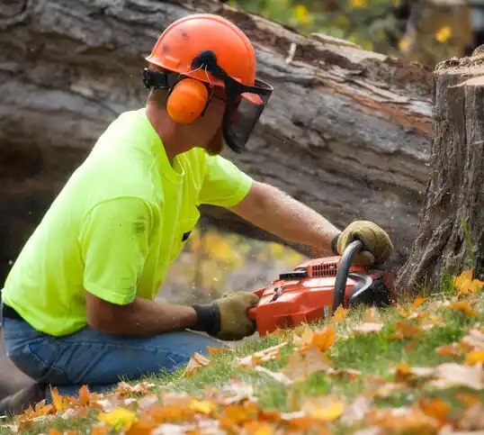 tree services Greenwich